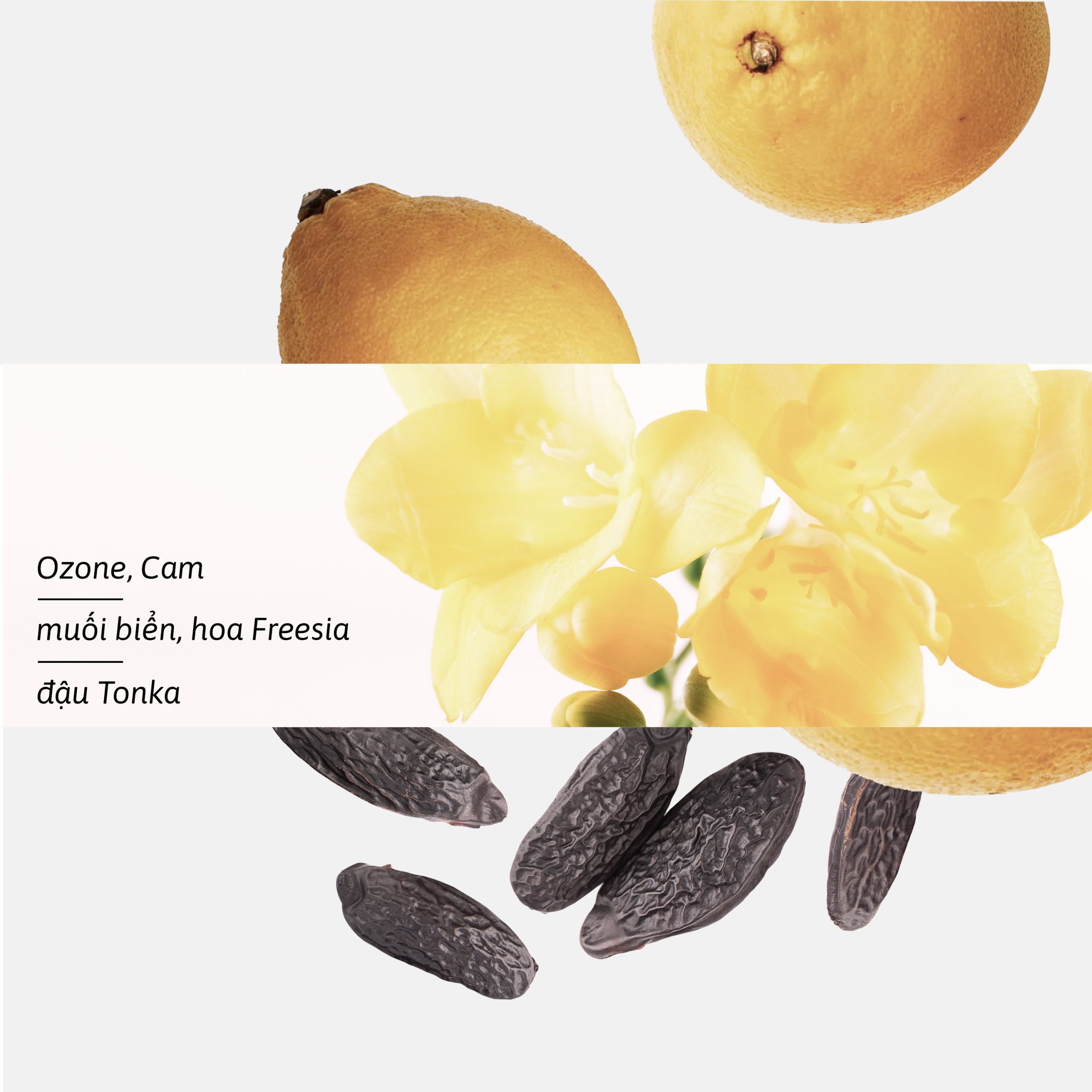 hương trị liệu thư giản