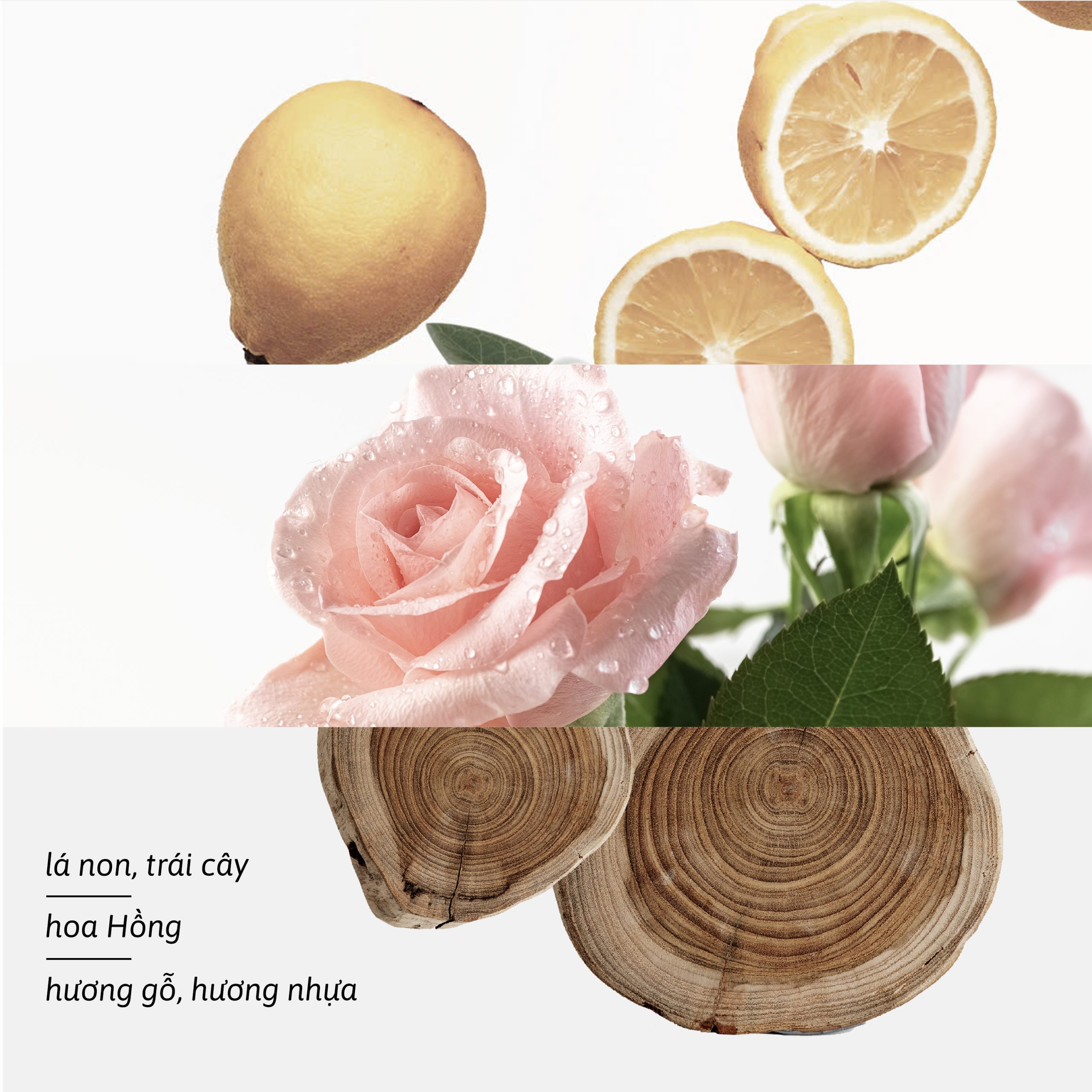 hương trị liệu yên bình